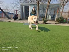 -宠物寄养训练学校