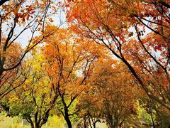 -北京西山国家森林公园