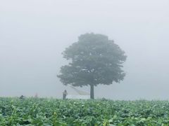 -广州市石门国家森林公园