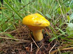 -塞罕坝国家级自然保护区