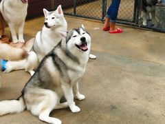 -TrueLove @ Neverland (Husky Cafe)