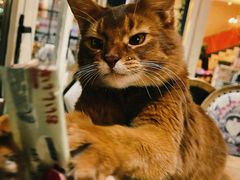 -猫小院猫主题餐厅(南锣旗舰店)