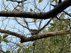 -桂园餐厅(武汉大学店)