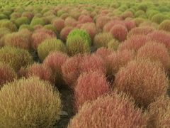 -映月湖中央公园