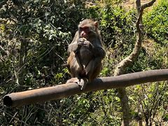 -西双版纳原始森林公园