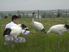 -盐城丹顶鹤湿地生态旅游区