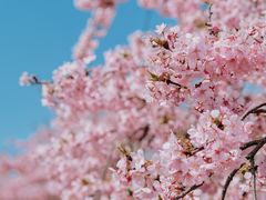 -上海辰山植物园