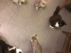 -猫色咖啡·猫咖