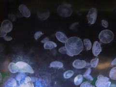 -台州海洋世界