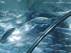 -上海海洋水族馆