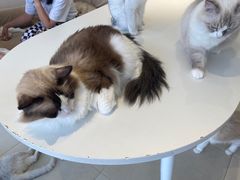 -怪兽屋·羊驼·猫咖·狗咖(俊华广场店)