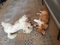 -Dog in Town Ekkamai