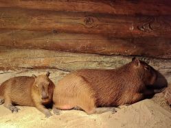 -Zoolung Zoolung动物主题公园(海信广场店)