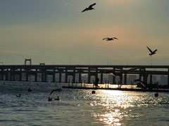 -星海湾跨海大桥