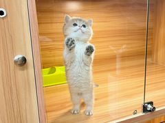 -猫十亿·布偶金渐层·曼基康矮脚猫舍(青年路店)