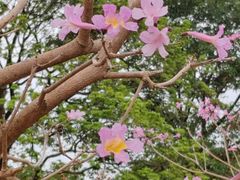 -天适樱花悠乐园