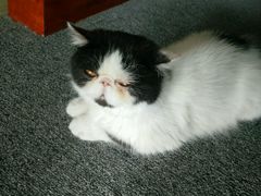 -喵店&猫咖