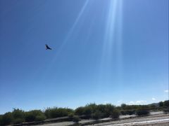 -金鼎雪山牦牛杂火锅(理县总店)