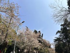 -武汉大学-樱园