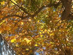 -三元梅园(永定路店)