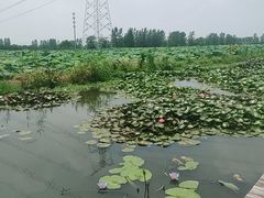 -池杉湖湿地公园