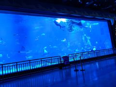 -烟台海昌鲸鲨海洋公园