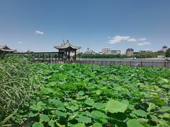 -莲花池公园