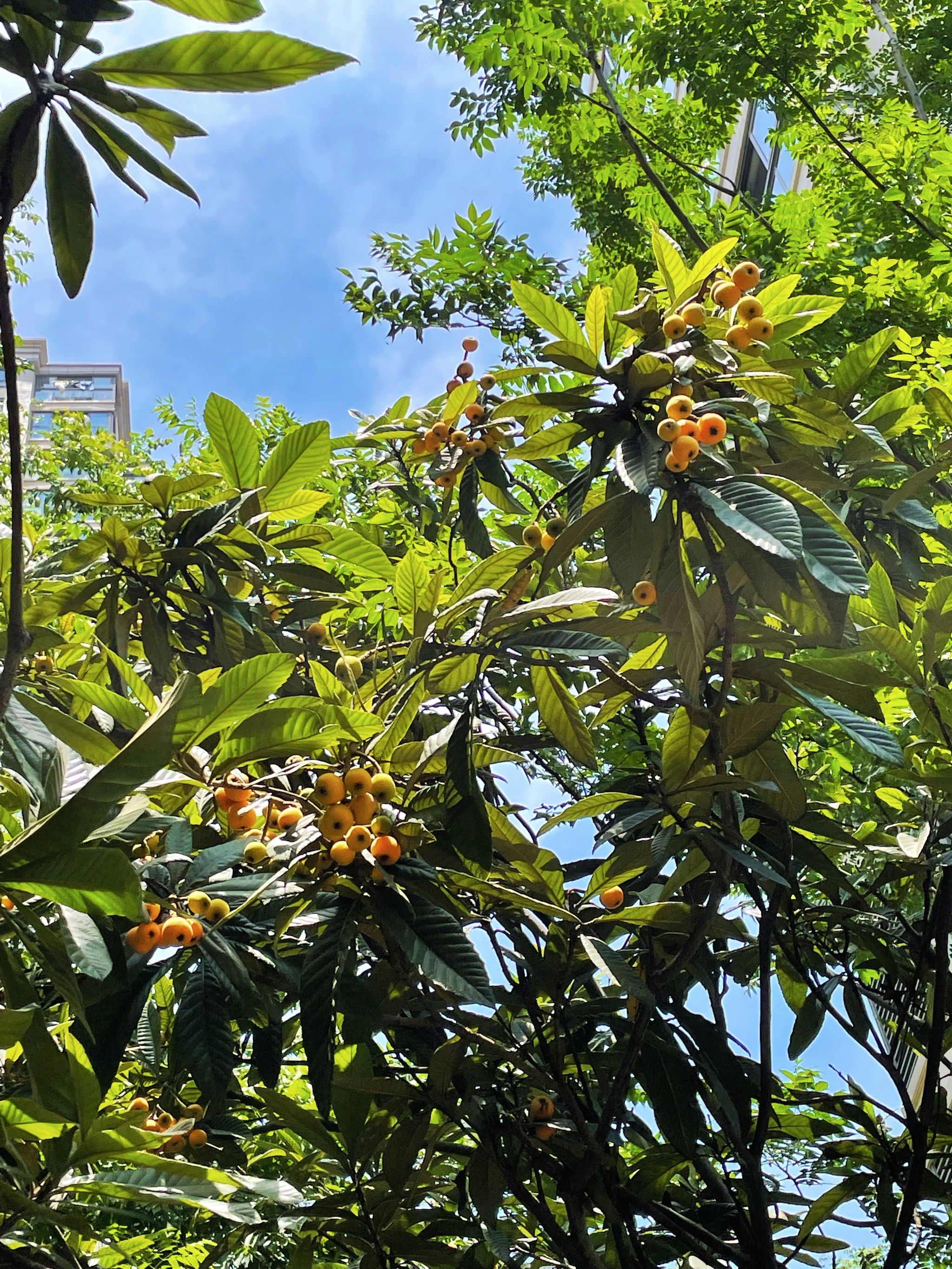 随手拍 初夏,最关心的就是小区的枇杷树,每天路过都能看到树上的枇杷