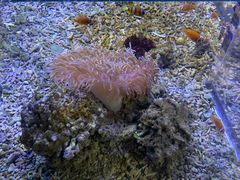 -沙沙哗啦海洋馆(华宇百花谷店)