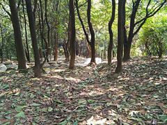 -火炉山森林公园