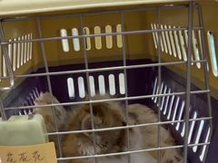 -小猫来了猫舍(福田店)