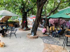 -柴犬高等学院·狗咖·柴犬售卖·宠物训练