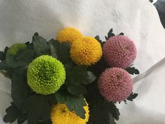 -大自然花鸟鱼虫市场