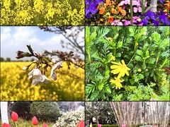 -兰陵国家农业公园