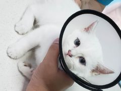 -瑞派旺宝宠物医院·犬猫全科综合·尿道专科(莲兴院)