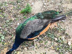 -西霞口神雕山野生动物世界