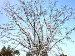 -西京湾花海