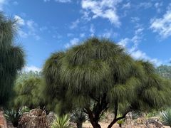 -深圳仙湖植物园
