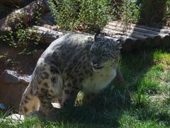 -青藏高原野生动物园