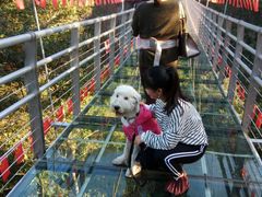 -九龙江国家森林公园