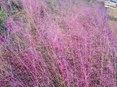 -张之洞与武汉博物馆