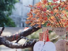 -田园东方蜜桃村的田野营地