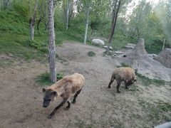 -北京野生动物园