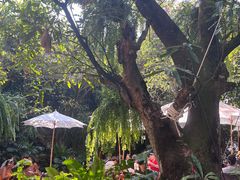 -Fern Forest Cafe