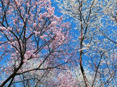 -桃花堤公园