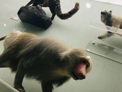 -国家自然博物馆