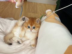 -1013 PET SHOP精品宠物商店(丁香店)