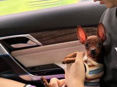 -米苏动物医院·犬猫专科·骨科外科内窥镜