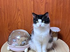 -楼上猫咖(罗湖店)