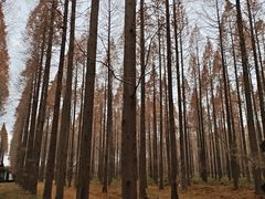 -黄海国家森林公园